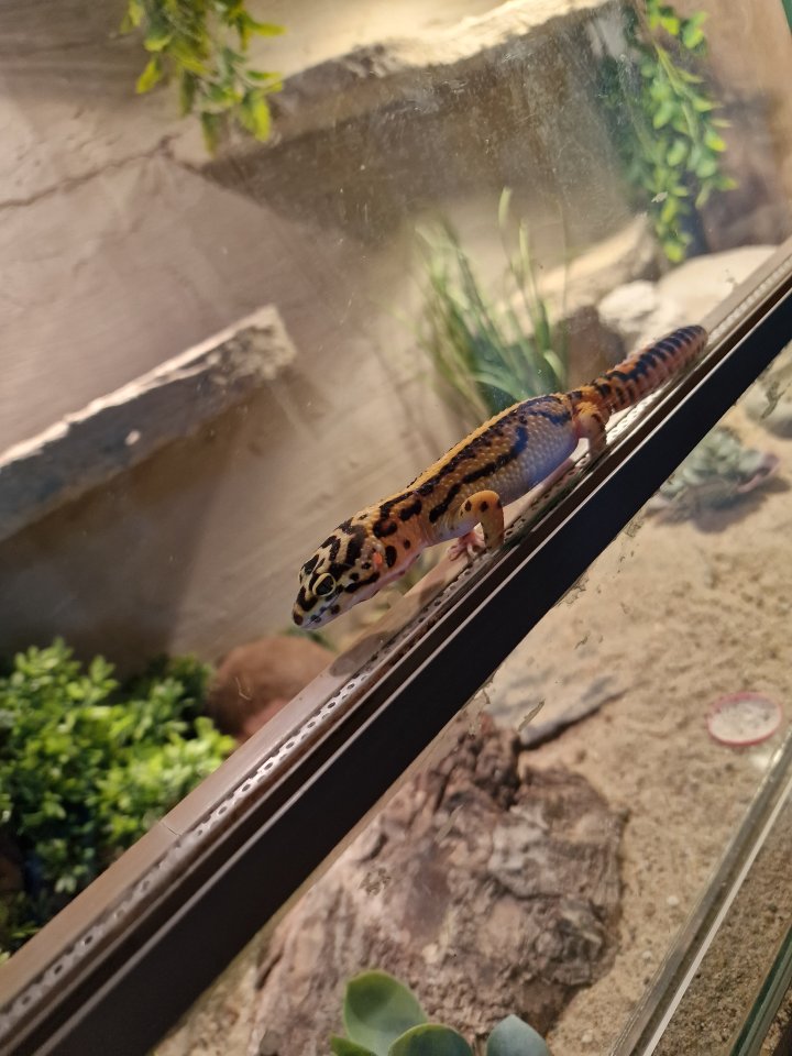 Leopardgecko männlich - Gecko - Ruhmansfelden