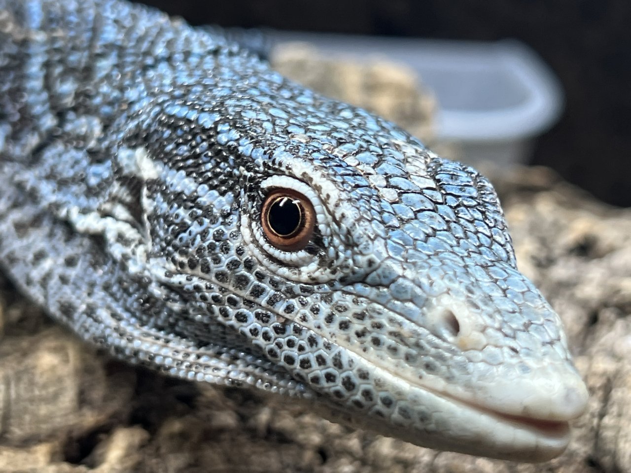 Varanus macraei 1.0 nz18 - Warane - Pielenhofen