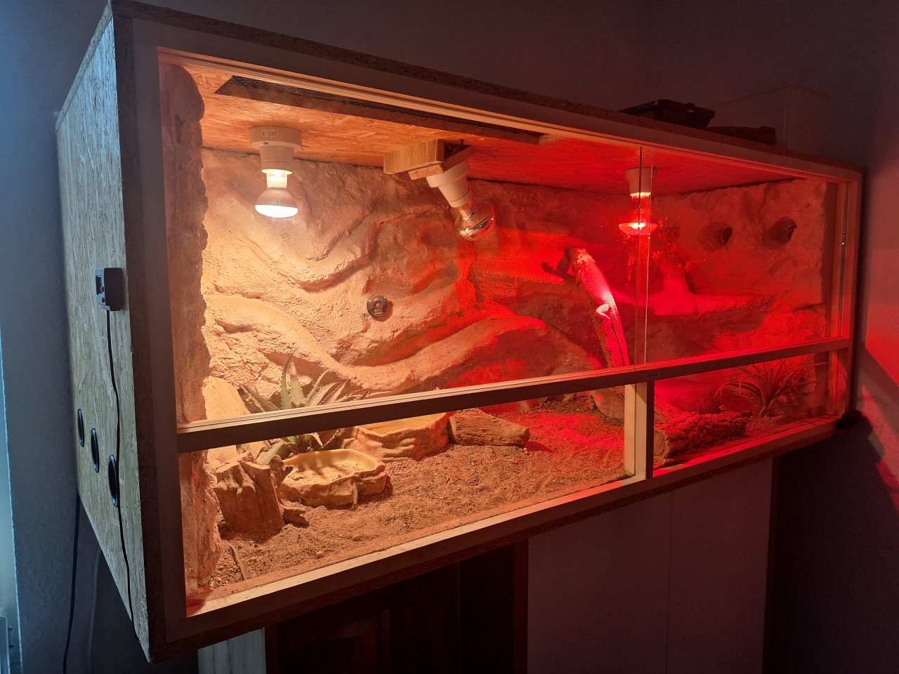 Bartagame mit Terrarium und Zubehör - Bartagame - Oranienburg