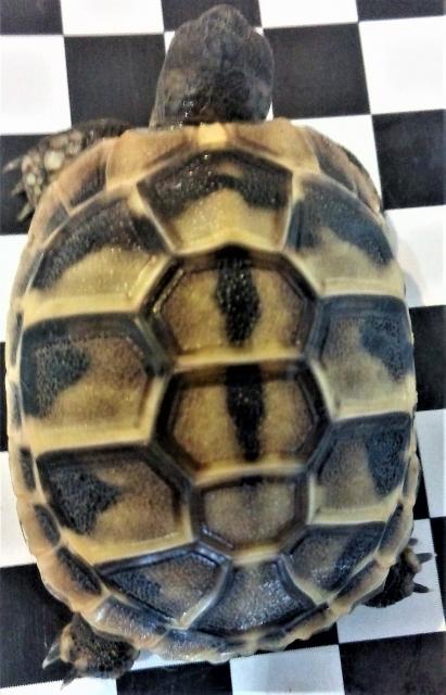 Landschildkröten thb 2019 - Schildkroeten - Abstatt