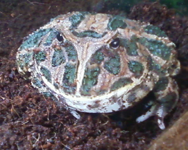 Schmuckhornfrosch - Frosch - Freudenstadt