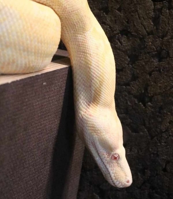 Kaiserboa / Boa Constrictor Imperator / Albino mit Terrarium - Schlangen - Dorsten