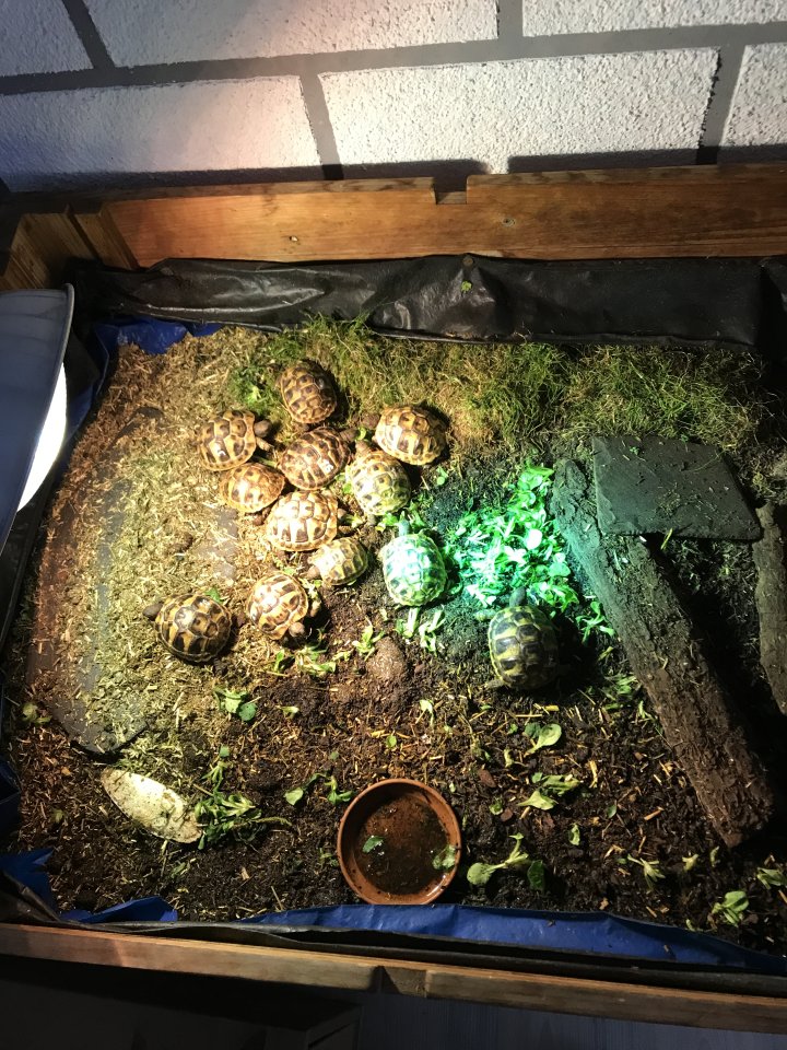 Griechische Landschildkröten THB von 2023 - Schildkroeten - Düsseldorf 