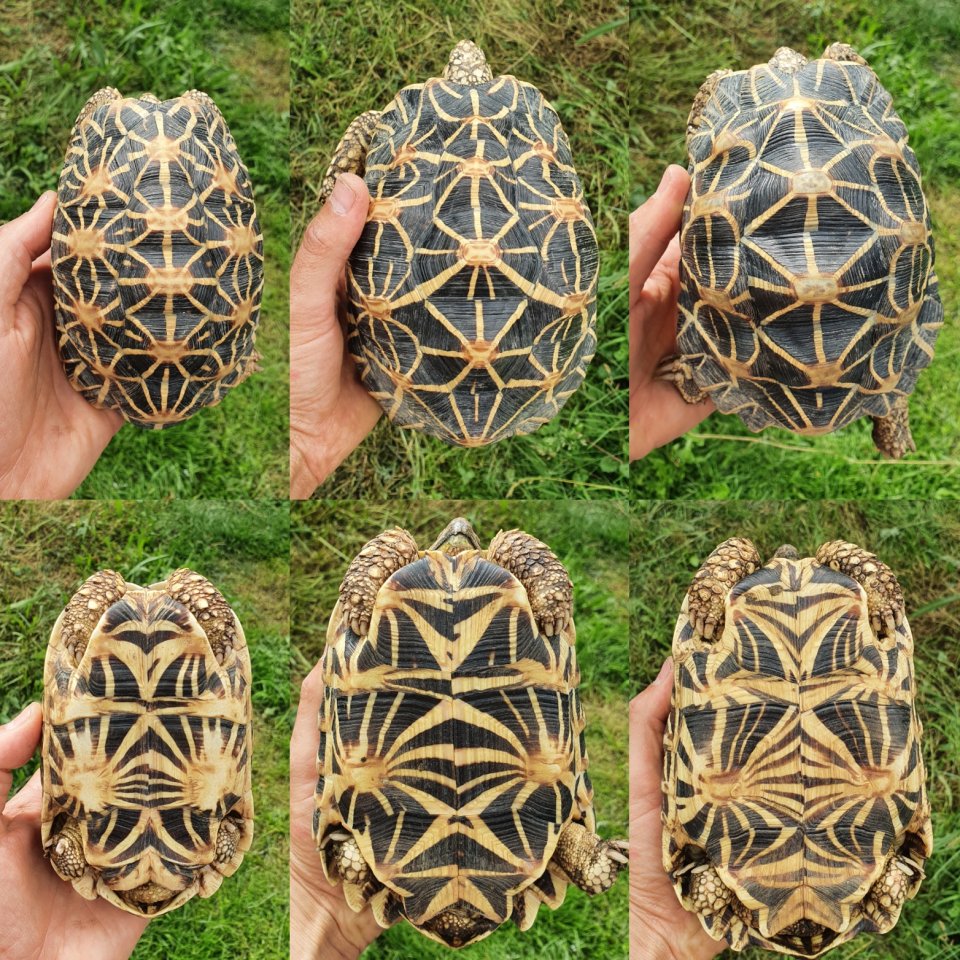 1.2 Geochelone elegans adult Zuchtgruppe - Schildkroeten - Petershagen