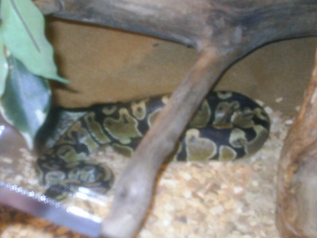 Königspythonpaar mit Terra..... - Schlangen Python - Neunkirchen