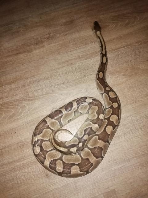 Königsphyton Butter/lesser, platinum - Schlangen Python - Halberstadt