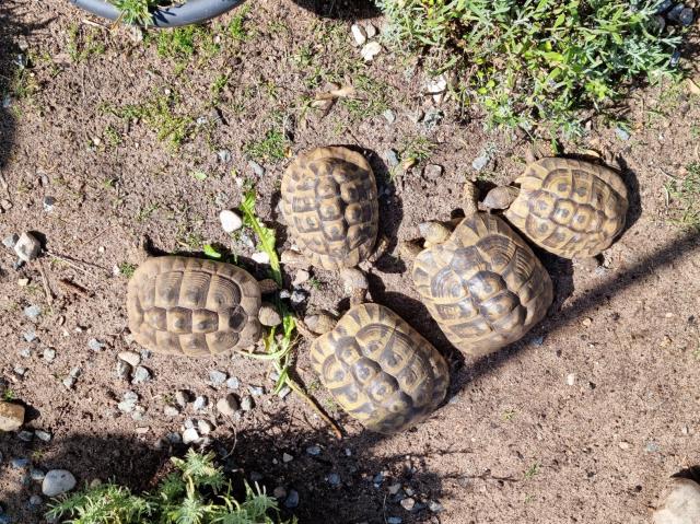 5 griechische Landschildkröten  - Schildkroeten - Großenwiehe
