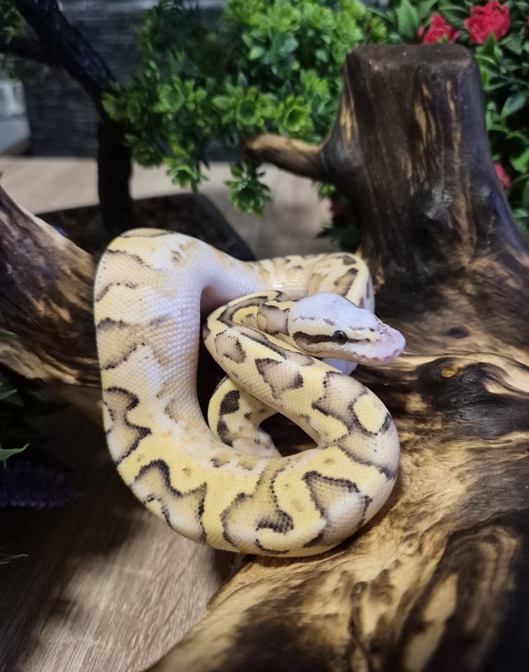 Königspyhton (ballpyhton) - Schlangen - Merseburg