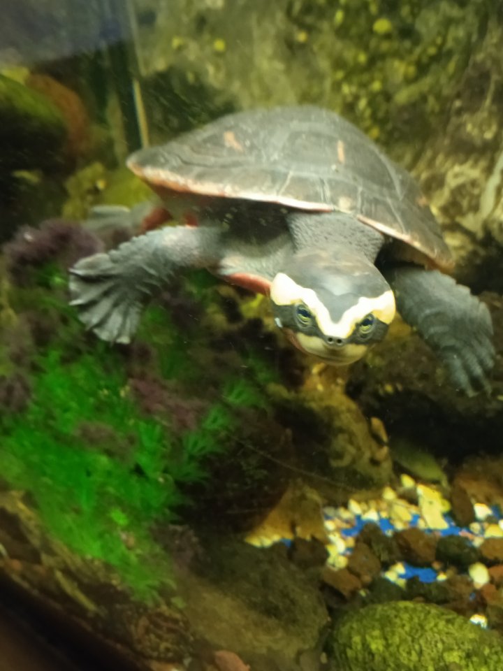 Emydura subglobosa, Rotbauch-Spitzkopfschildkröten, Wasserschildkröten - Schildkroeten - Bramsche