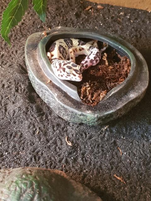 Leopardengecko  - Gecko - Leverkusen