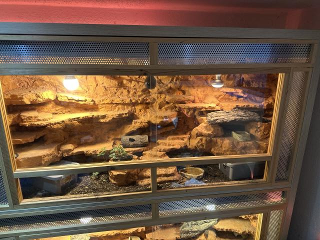 Wüstenterrarium mit Leopardgeckos ( 3 Stück ) - Gecko - Bremerhaven
