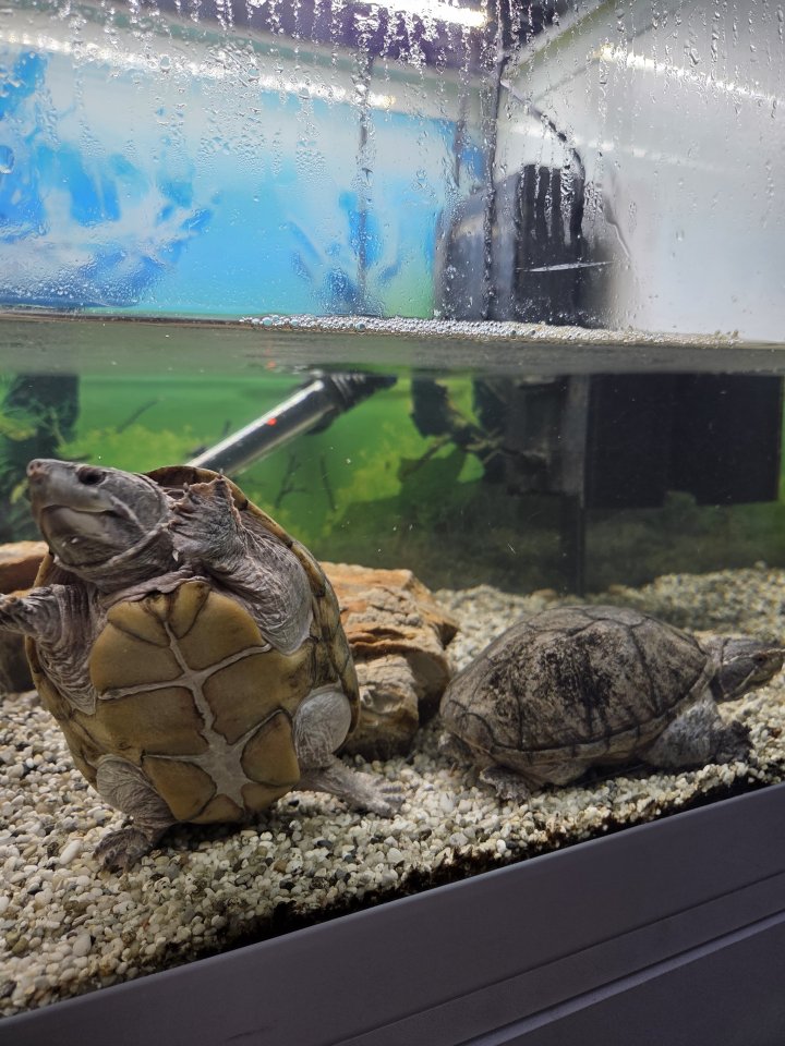 Wasserschildkröten inkl. Aquarium & Zubehör - Schildkroeten - Arnsberg