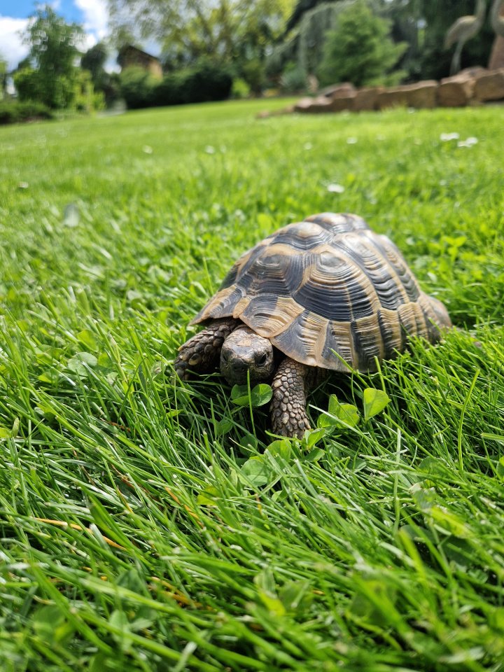 Griechische Landschildkröte - Schildkroeten - Aschersleben