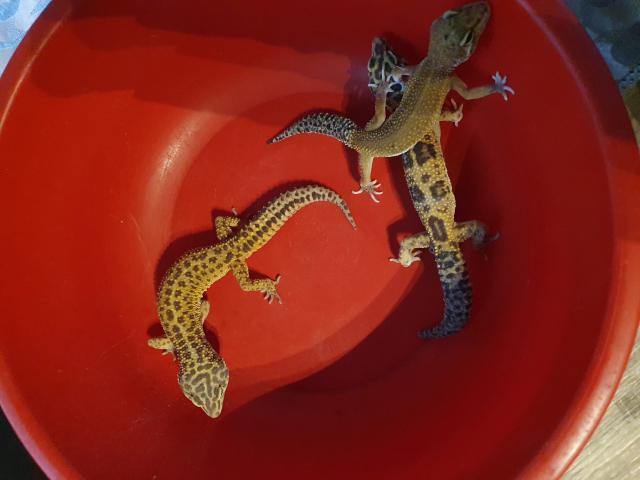 Leopardengeckos zu verkaufen - Echsen - Hamburg
