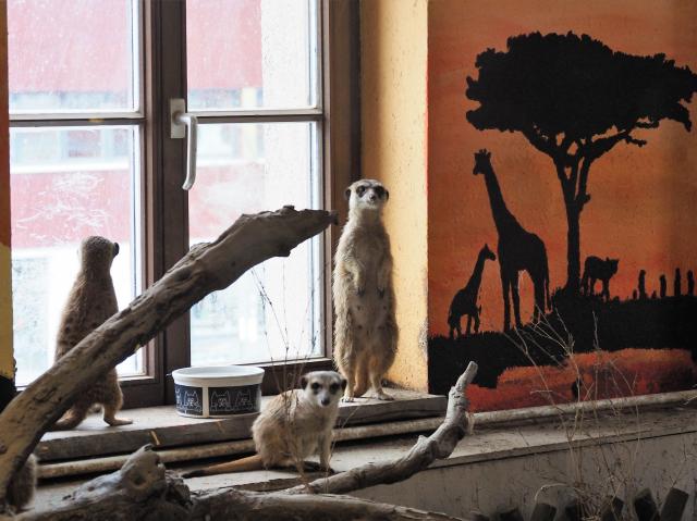 Erdmännchen - Kaiman - Sonneberg