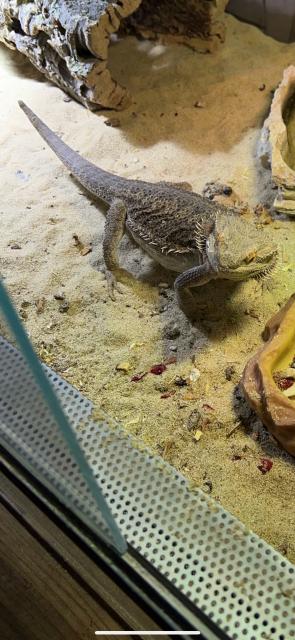 2 Bartagame  - Bartagame - Wendeburg 