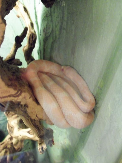 Kükennatter(het. albino) & erdnatter(snow) - Schlangen Natter - mühlhausen