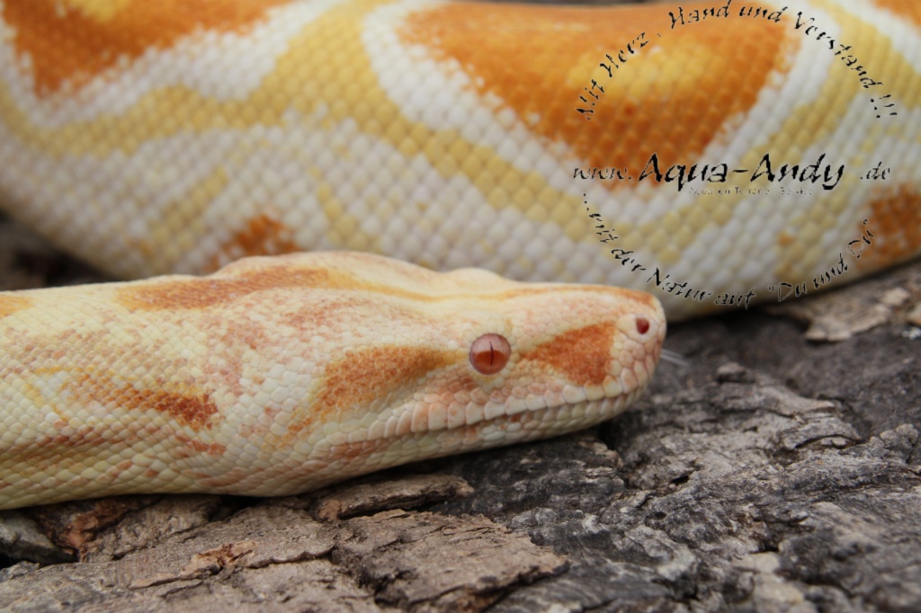 Boa constrictor albino sharp line ab 600,-€ - Schlangen - Volkach