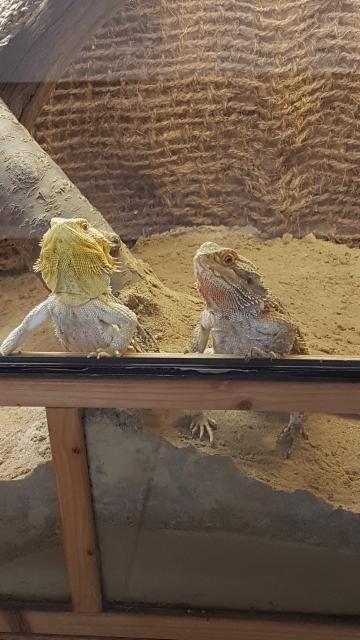 Bartagamen Weibchen 4 Jahre alt - Bartagame Farbbartagame - Oberammergau