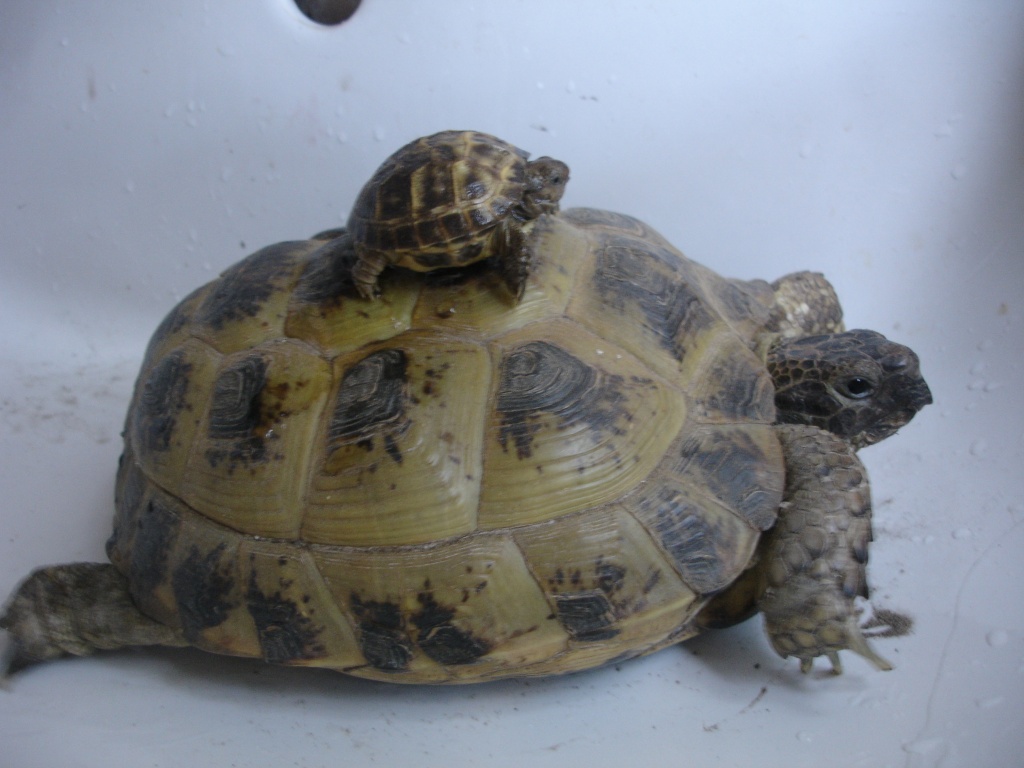Hübsche Vierzehenschildkröten (Nachzuchten) abzugeben - Schildkroeten - Spreenhagen