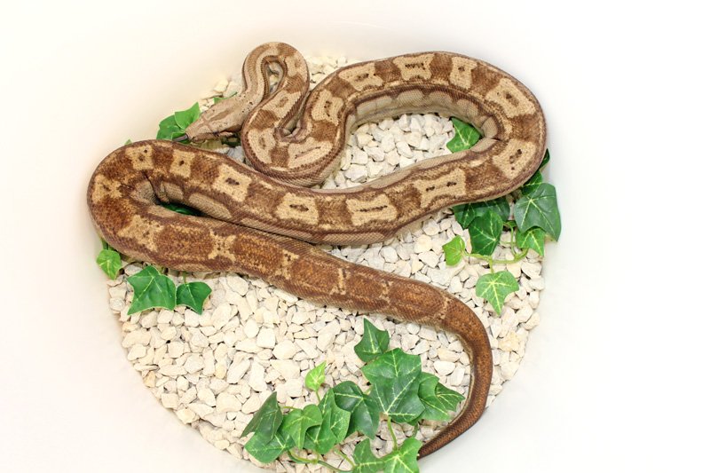 Wir geben ab aus eigener Nachzucht „B. c. i. CA Hypo Sonora Motley 100% Het. ery - Schlangen - Willich