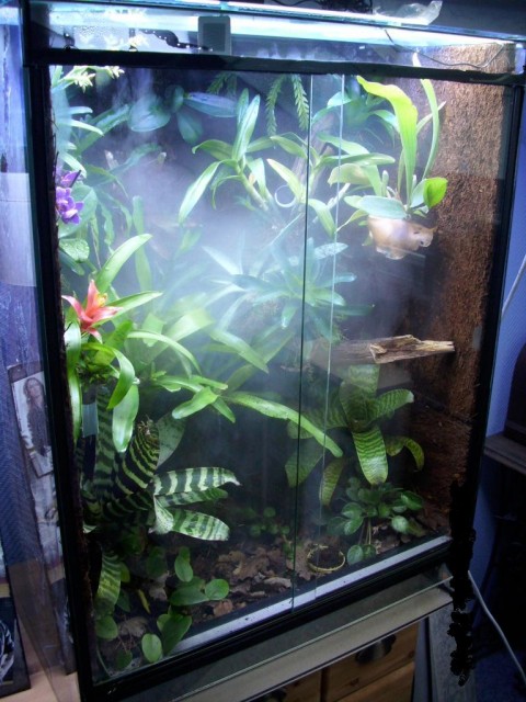 Pfeilgiftfrösche mit Terrarium | reptilien-kleinanzeigen.net