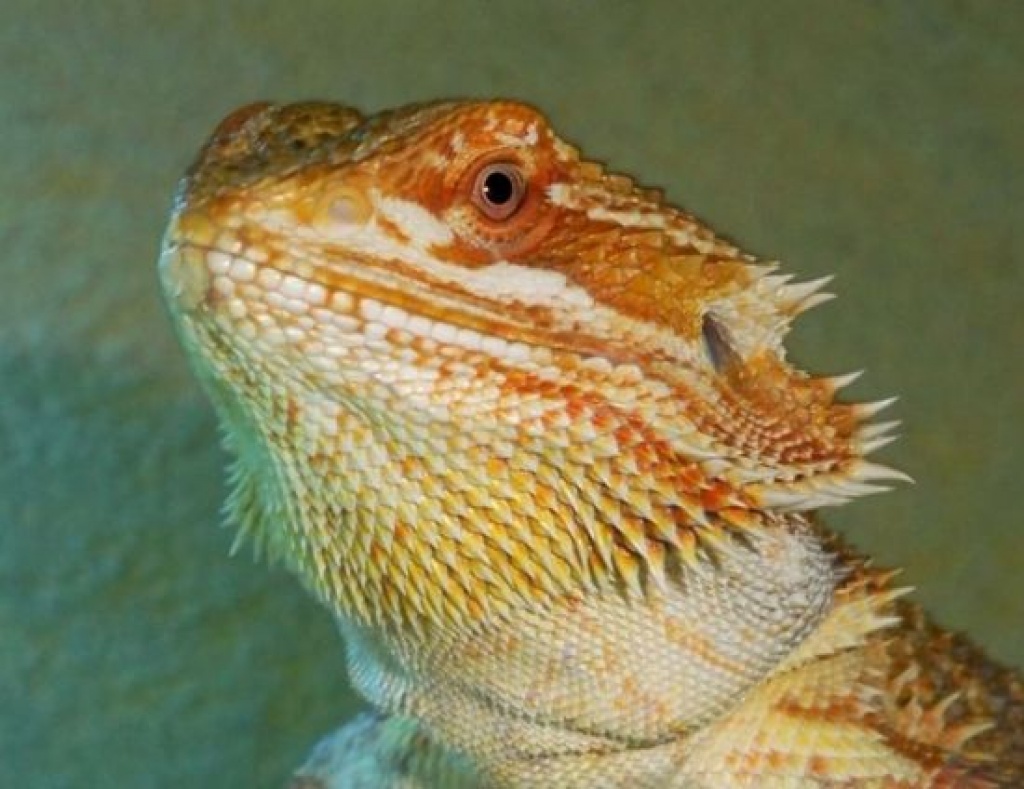 Orange Bartagame, männl. 11 Monate alt - Bartagame - Landshut