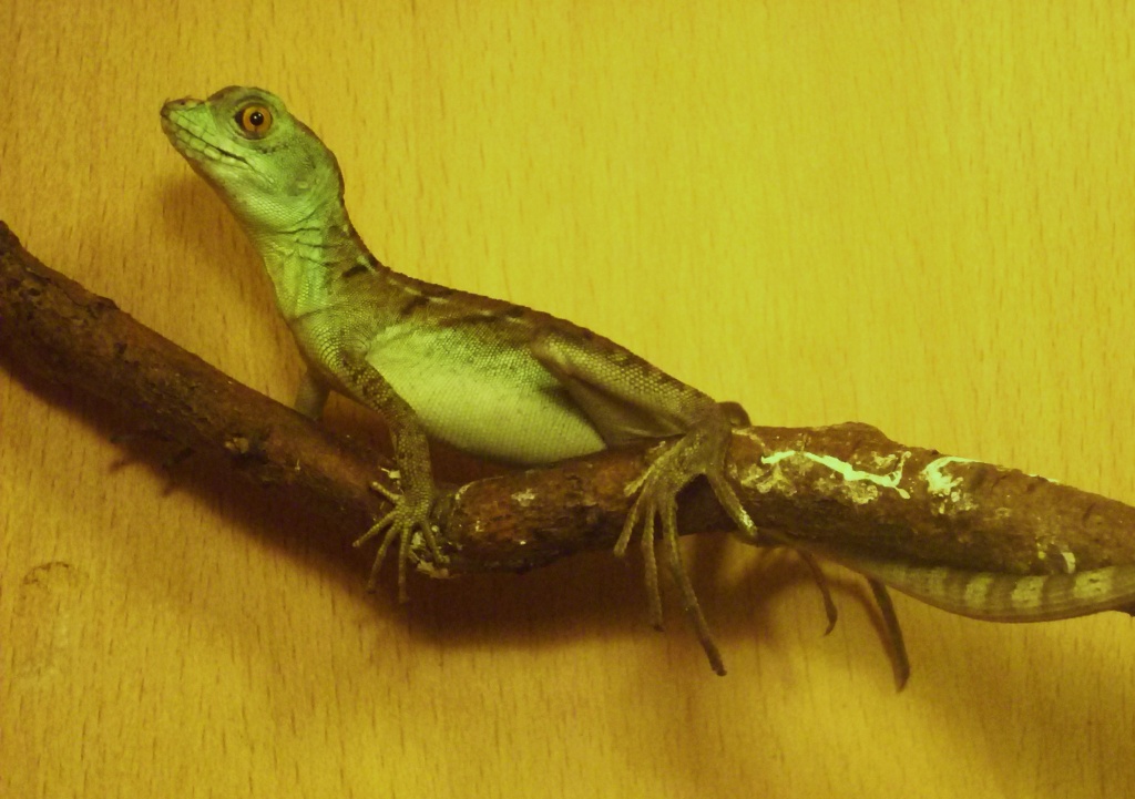 STIRNLAPPENBASILISKEN (ZUM HALBEN PREIS) - Basilisk - Perleberg