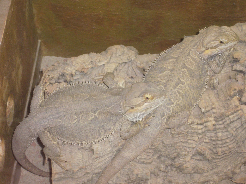 Schönes Bartagampärchen und Babybartagame abzugeben - Echsen - Düsseldorf