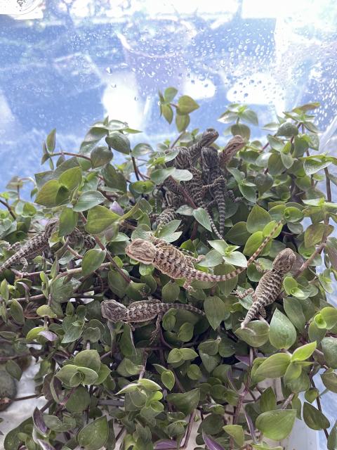 Bartagamen Nachzucht  - Bartagame - Annaberg-Buchholz 