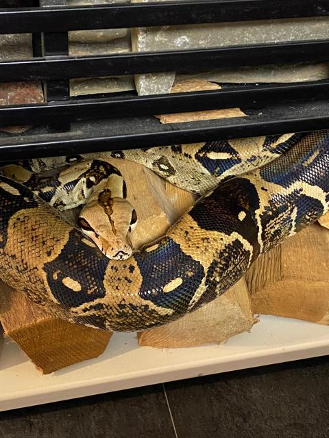 Boa Constrictor ,C ohne Terrarium  - Schlangen Boa - Wuppertal