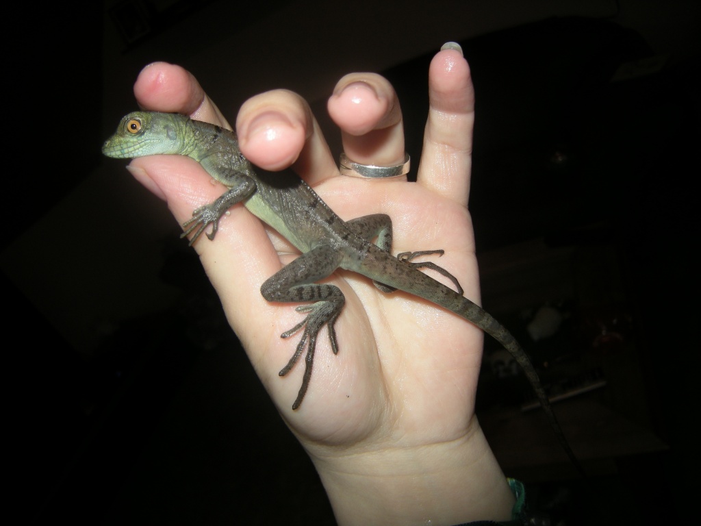 1.1 Basiliscus plumifrons - Basilisk - Wietmarschen