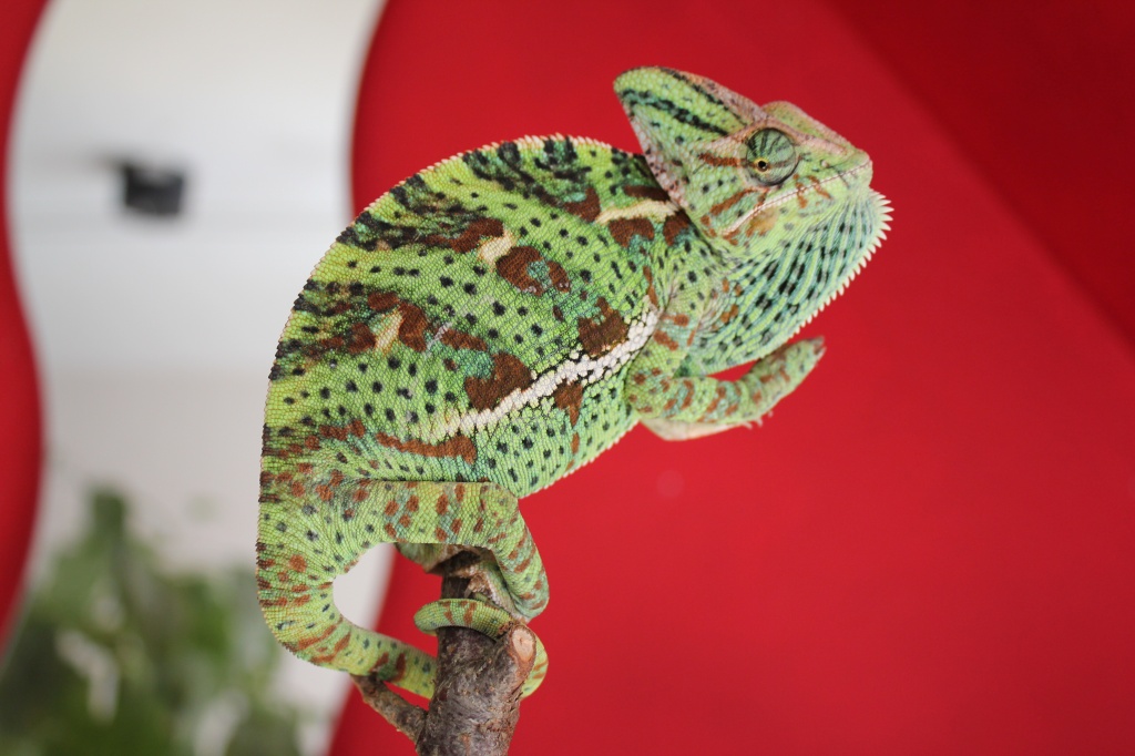 Jemenchamäleon - Chamaeleon - Freudenstadt