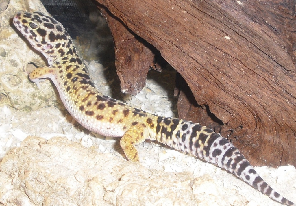 Suche Leopardgecko - Gecko - Herzogenrath