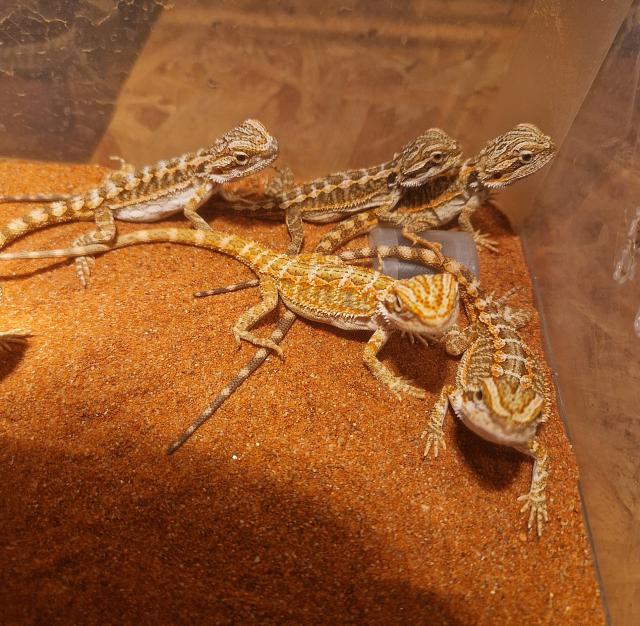 Bartagemen  - Bartagame - Köthen