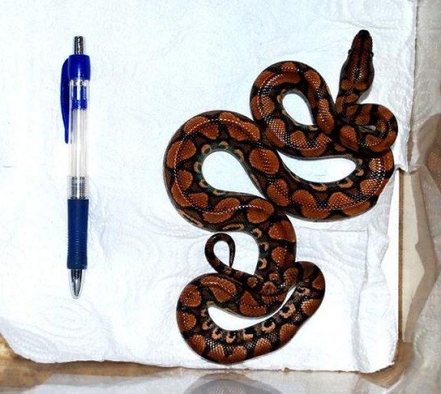 Rote Regenbogenboas ENZ 2009 abzugeben !  - Schlangen Boa - Stühlingen