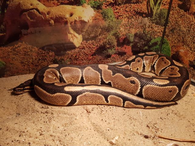 Königspython Python regius Specter Pastel Weiblich 1.11.2016 Herkunft DNZ  - Schlangen Python - Düsseldorf