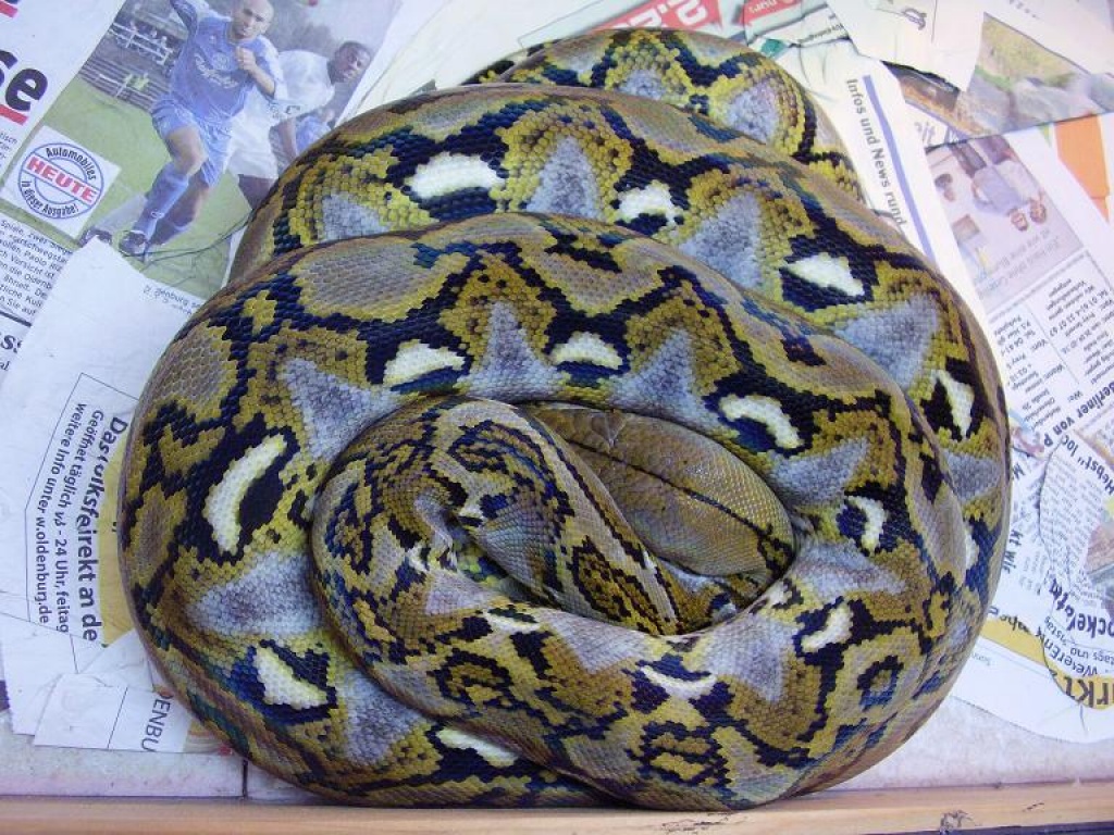 Netzpythonbock - Schlangen - Oldenburg