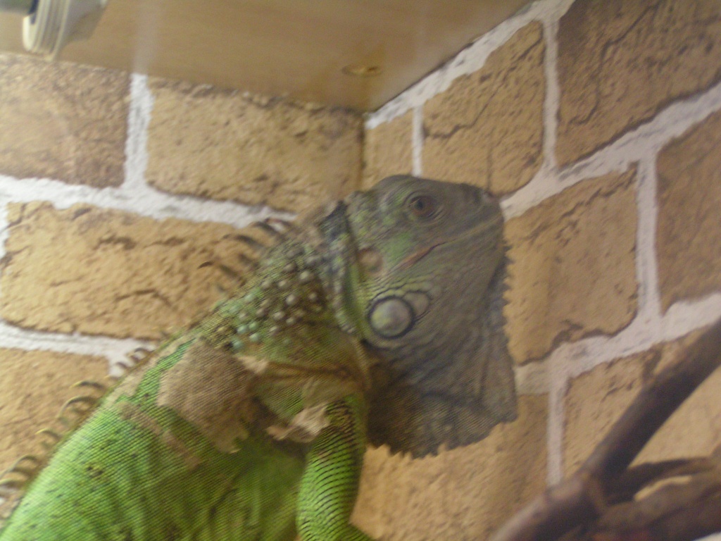 Hallo ich bin Elvis und such ein neues zuhause - Leguan - Gevelsberg