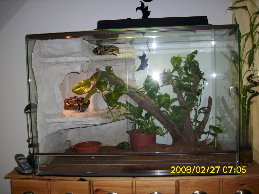 Terrarium Komplett mit 2 Königspython - Schlangen - Hoyerswerda