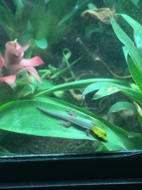 Phelsuma Klemmeri adult - Gecko - Pfullendorf