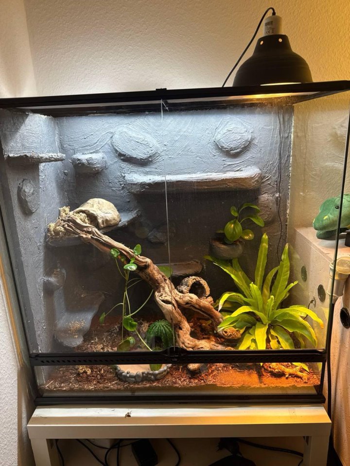 Kornnatter mit ExoTerra-Terrarium und Technik - Schlangen - Würselen