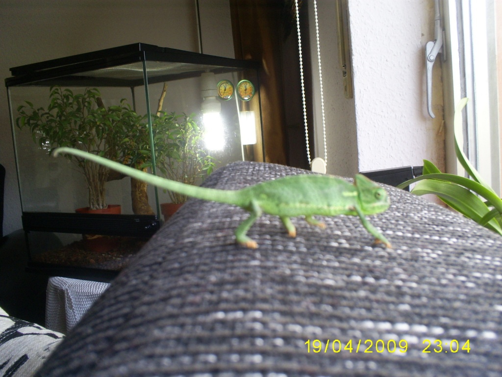 Verkaufe meinen Jemen Camäleon - Chamaeleon - Koblenz
