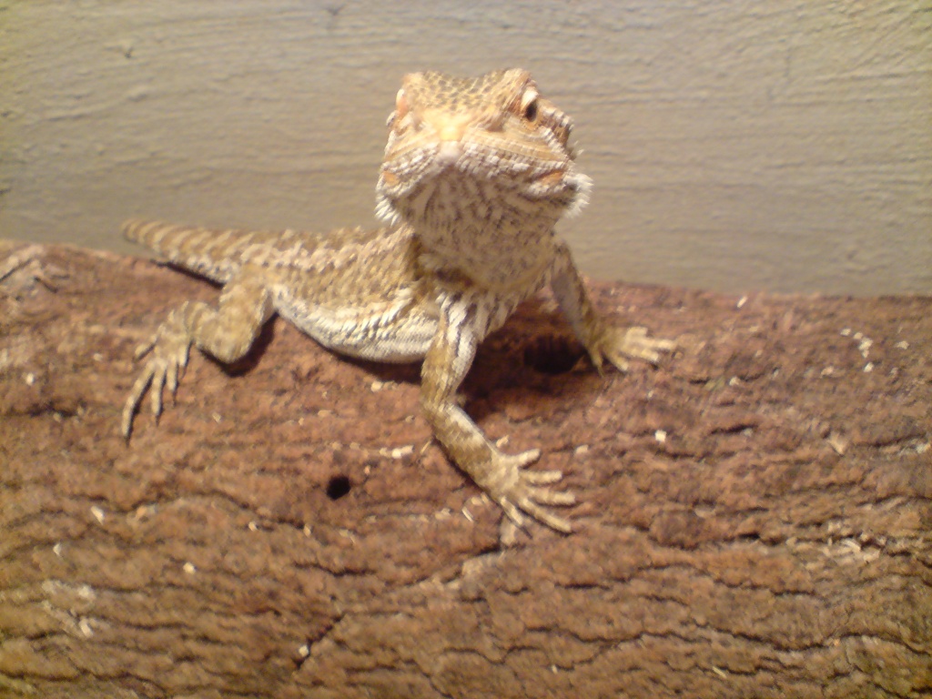 Bartagam Weibchen mit Terrarium abzugeben - Bartagame - Ennepetal