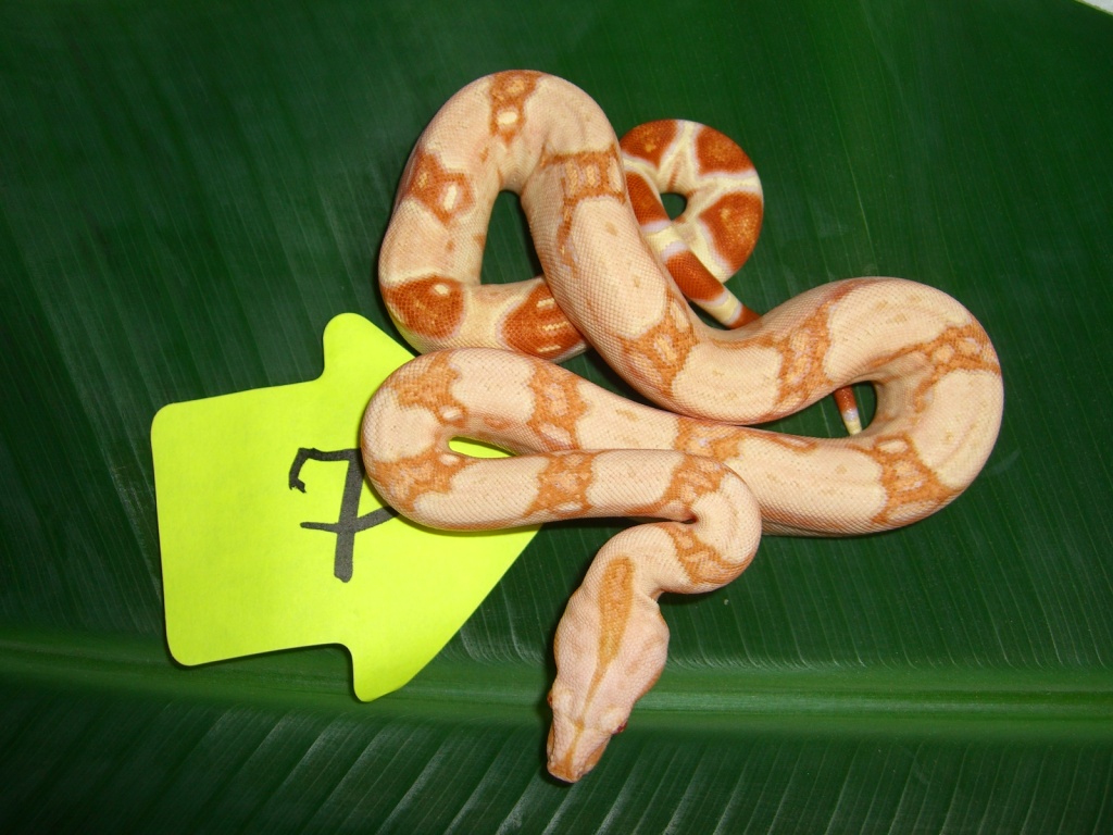 Albino Boas - Schlangen - Gschwend