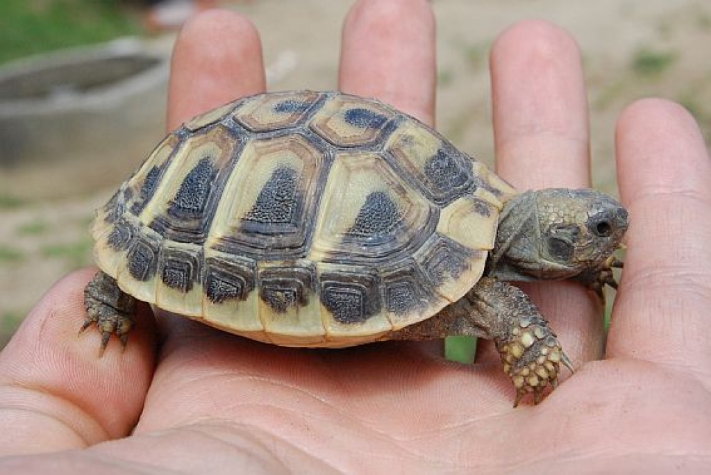 Gebe wunderschöne Griechische Landschildkröten Nzen ab - Schildkroeten - Landshut