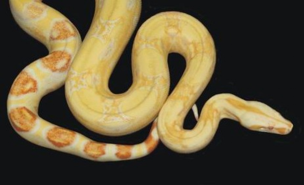 Albino Boa zu verkaufen - Schlangen - Zwickau