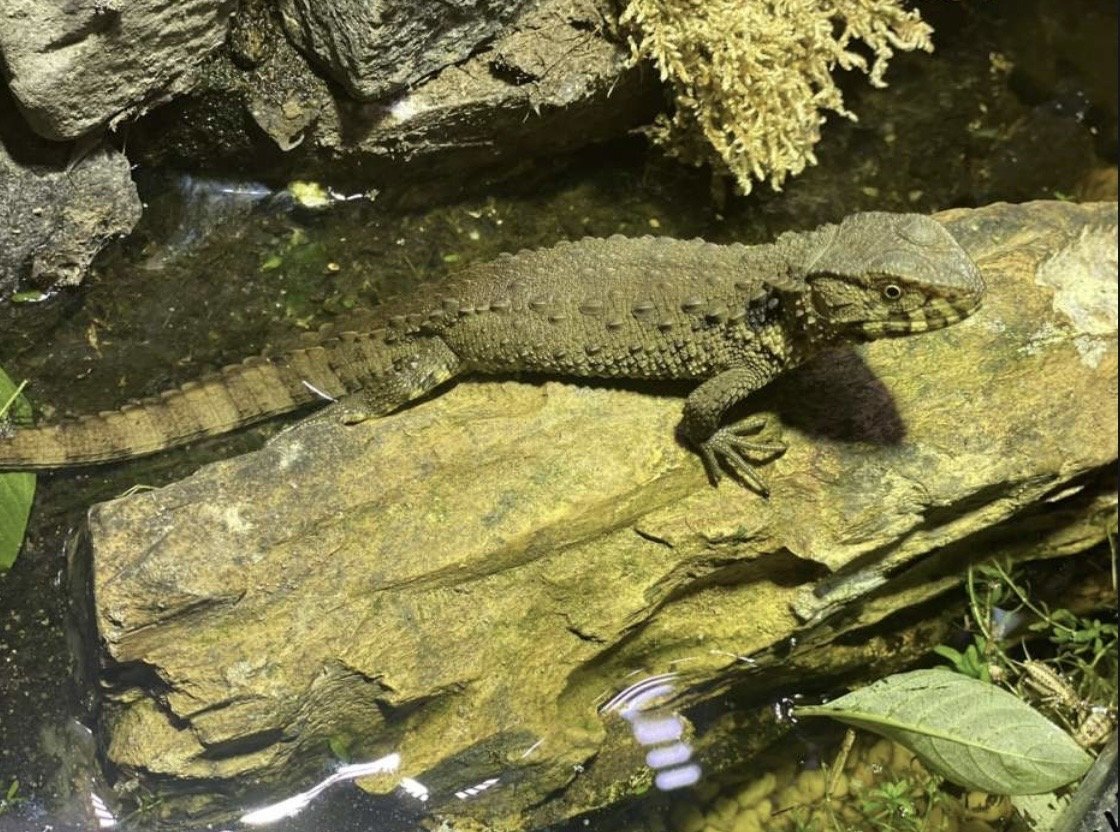 Krokodilschwanz-Höckerechse Pärchen Shinisaurus crocodilurus - Echsen - Riedstadt