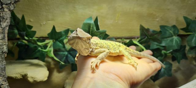 Männliche Zwergbartagame sucht neue Eltern! - Bartagame Zwergbartagame - Esslingen