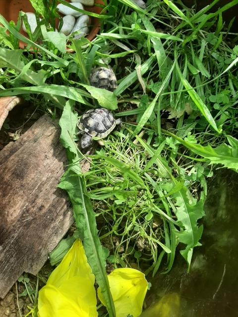 Landschildkröten Testudo Marginata Breitrandschildkröten NZ 2021 - Schildkroeten - Alsbach